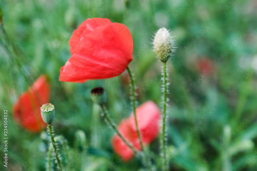 Obraz premium coquelicot au vent