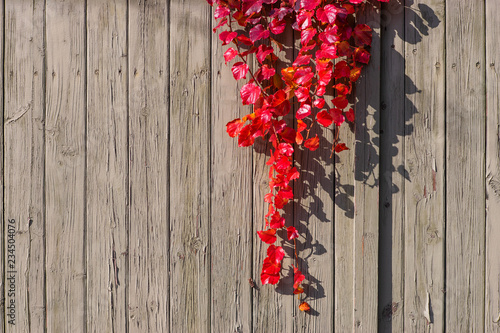 Red woodbine fox grape on the autumn white wood wall