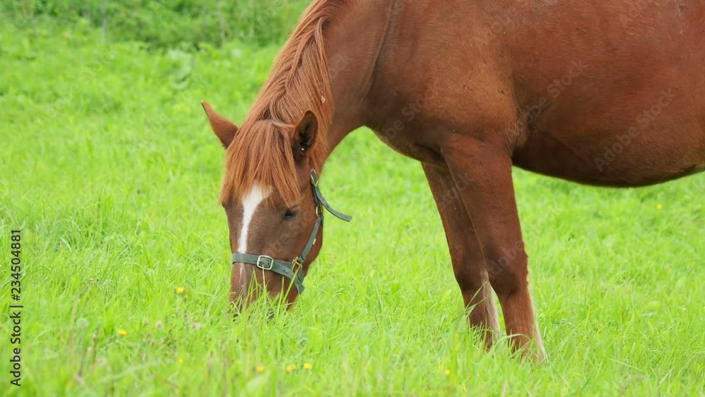 Bay horse grazes on a green meadow and eats fresh grass. Kenozerskiy national park, Russia. Bay horse grazes on a green meadow and eats fresh grass. Kenozerskiy national park, Russia.