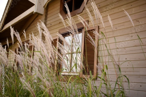 Field grass against the window of a lonely vintage wooden house in the afternoon.