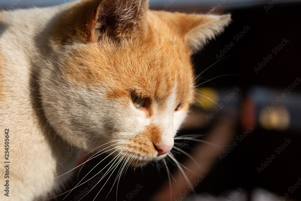 Close up shot of beautiful cat looking at something, sunbathed