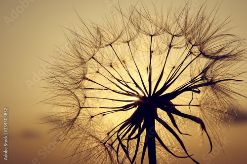 Dandelion silhouette in sunset light  summertime outdoor theme