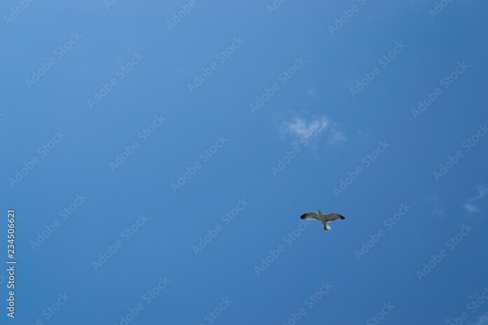 Obraz premium Möwe am Himmel