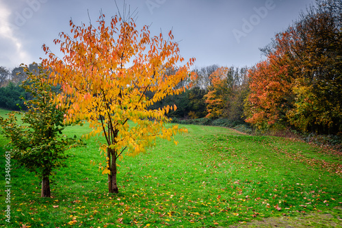 Autumn Tree beside River Blyth, located at the end of Humford Woods in Bedlington Country Park, Northumberland