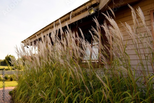 Field grass against the window of a lonely vintage wooden house in the afternoon.