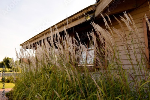 Field grass against the window of a lonely vintage wooden house in the afternoon.