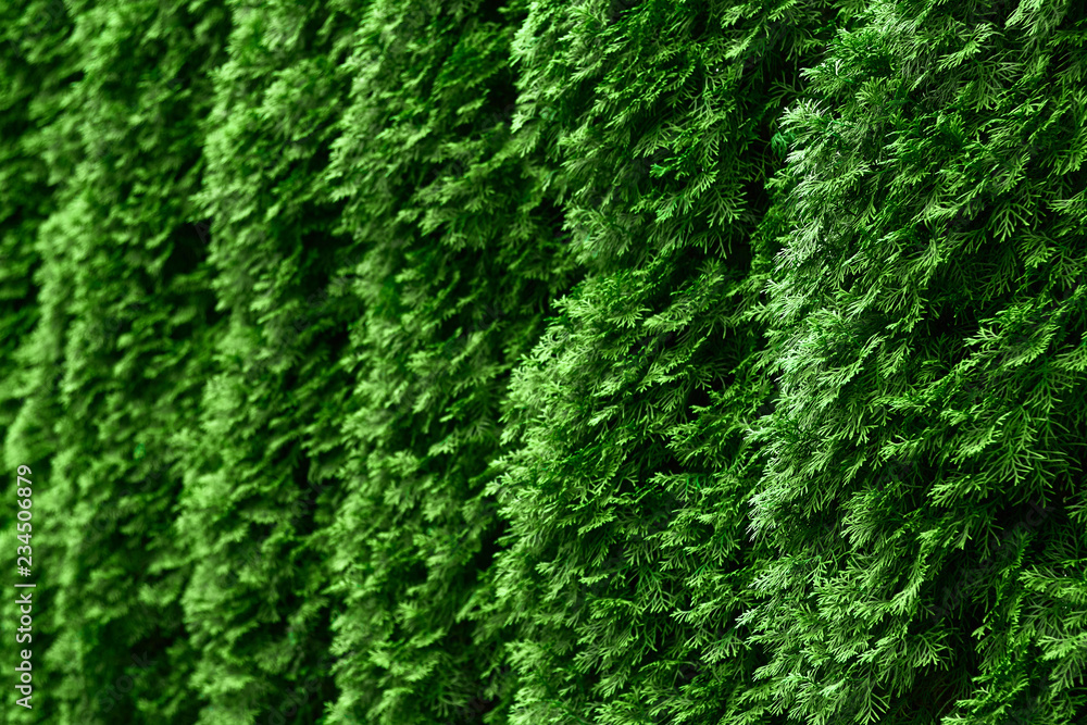 Western thuja emerald green hedge background texture, evergreen trees ...