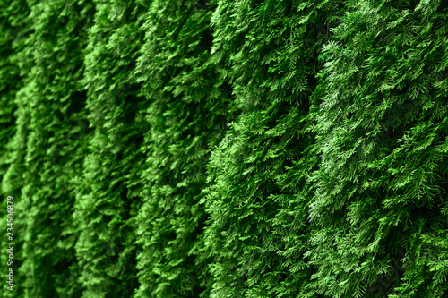 Western thuja emerald green hedge background texture, evergreen trees planted abreast make dense natural wall. Landscape design concept