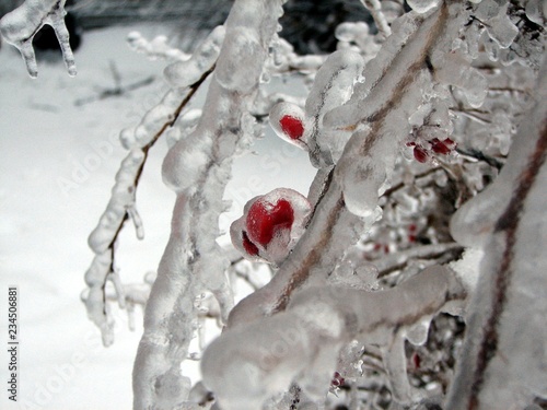 barberry in ice