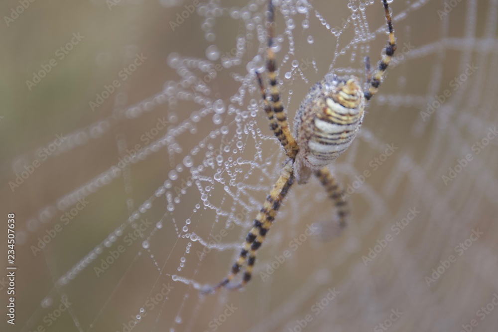 Banded Garden Spider. Web. Shiloh Ranch Regional Park in southeast Windsor includes oak woodlands, forests of mixed evergreens, ridges with sweeping views of the Santa Rosa Plain, canyons. Banded Garden Spider. Web. Shiloh Ranch Regional Park in southeast Windsor includes oak woodlands, forests of mixed evergreens, ridges with sweeping views of the Santa Rosa Plain, canyons.