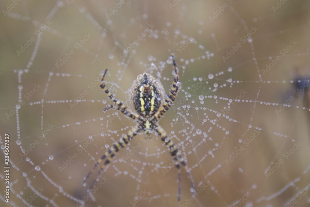 Banded Garden Spider. Web. Shiloh Ranch Regional Park in southeast Windsor includes oak woodlands, forests of mixed evergreens, ridges with sweeping views of the Santa Rosa Plain, canyons. Banded Garden Spider. Web. Shiloh Ranch Regional Park in southeast Windsor includes oak woodlands, forests of mixed evergreens, ridges with sweeping views of the Santa Rosa Plain, canyons.