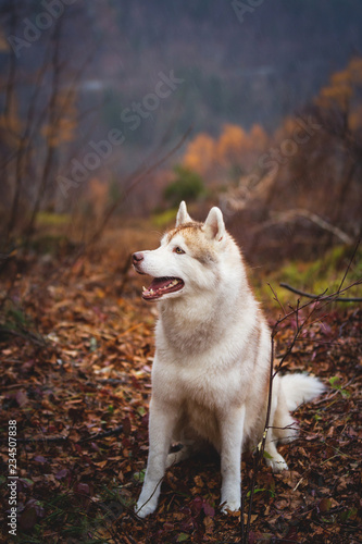 Profile Portrait of cute wet dog breed siberian husky sitting in the late autumn forest on rainy day © Anastasiia