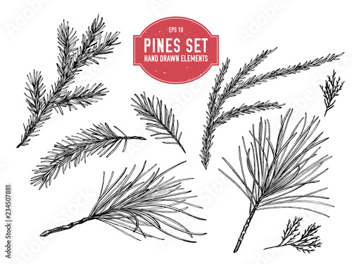 Vector collection of hand drawn black and white pine branch, spruce, redwood