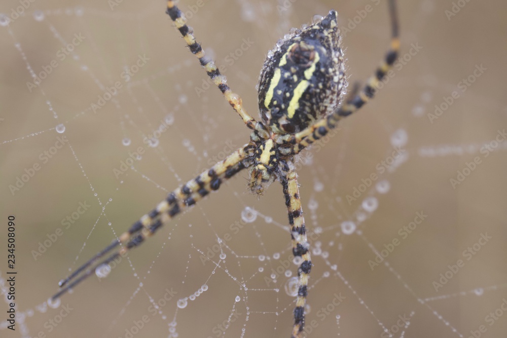 Banded Garden Spider. Web. Shiloh Ranch Regional Park in southeast Windsor includes oak woodlands, forests of mixed evergreens, ridges with sweeping views of the Santa Rosa Plain, canyons. Banded Garden Spider. Web. Shiloh Ranch Regional Park in southeast Windsor includes oak woodlands, forests of mixed evergreens, ridges with sweeping views of the Santa Rosa Plain, canyons.