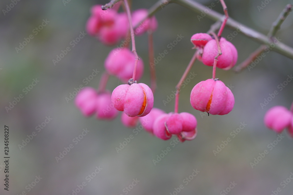 bleeding heart flower bleeding heart flower
