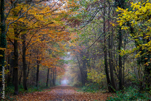 Mist in autumn © isabelle dupont