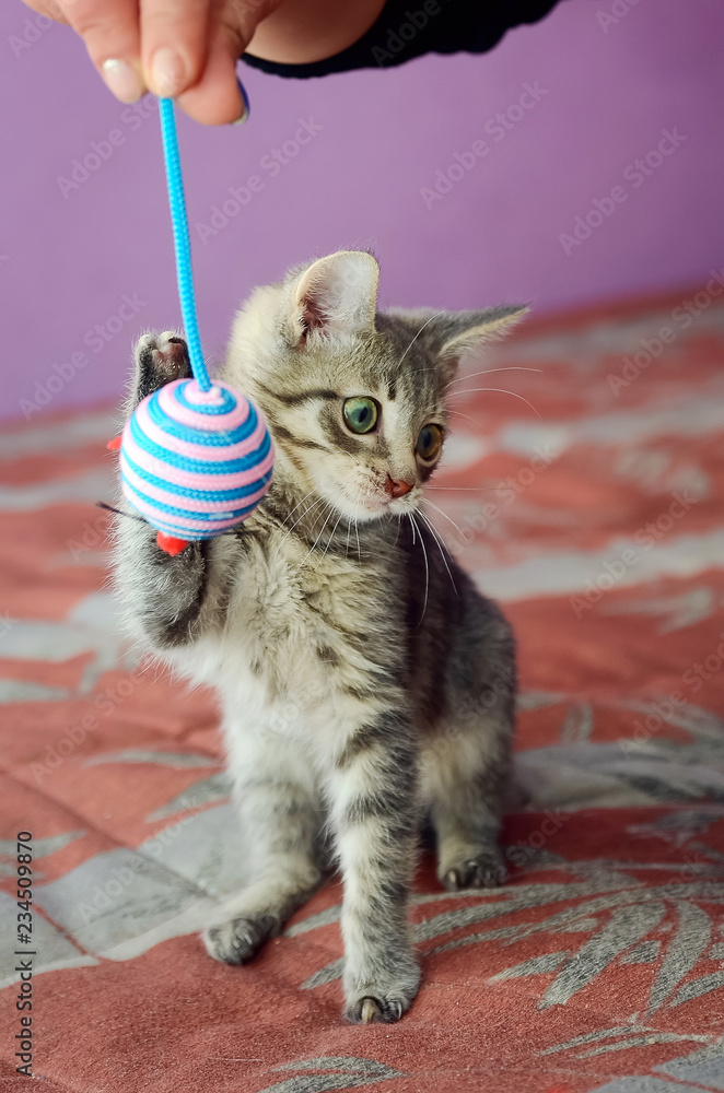 Obraz premium Beautiful gray striped kitten playing with a toy. Vertical photo.