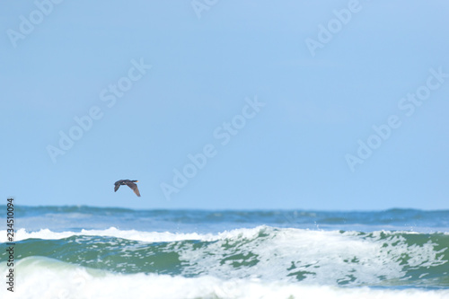 Flying Cormorant at the beach