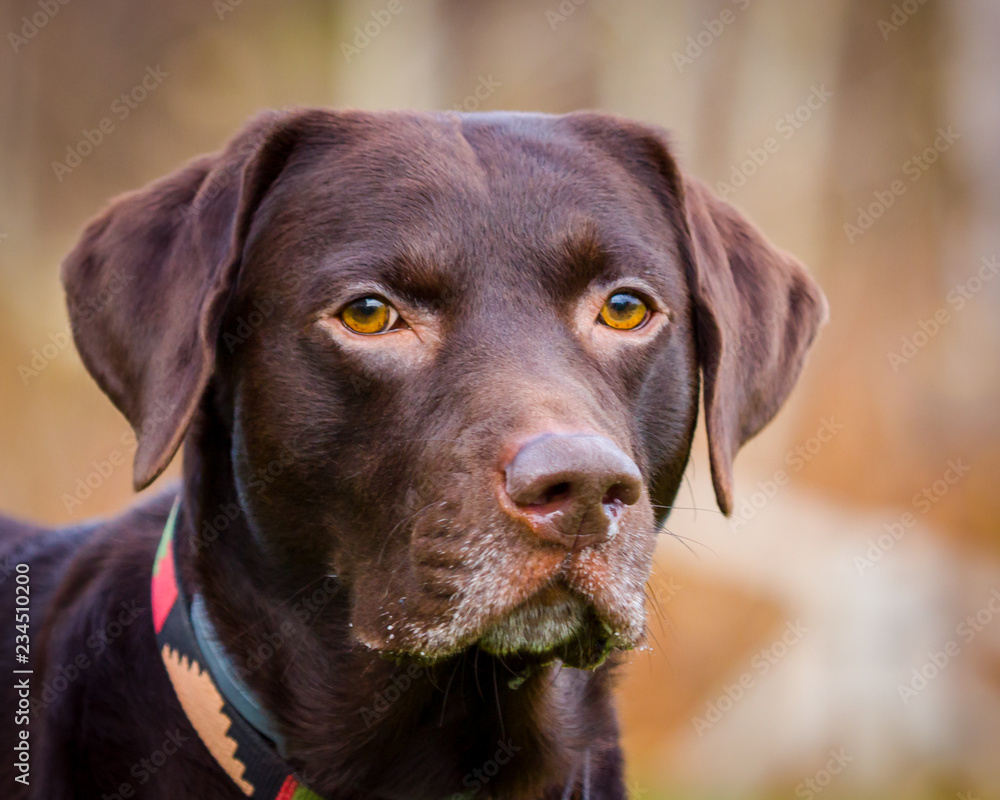 Adult Chocolate Labrador Retriever posing outdoors