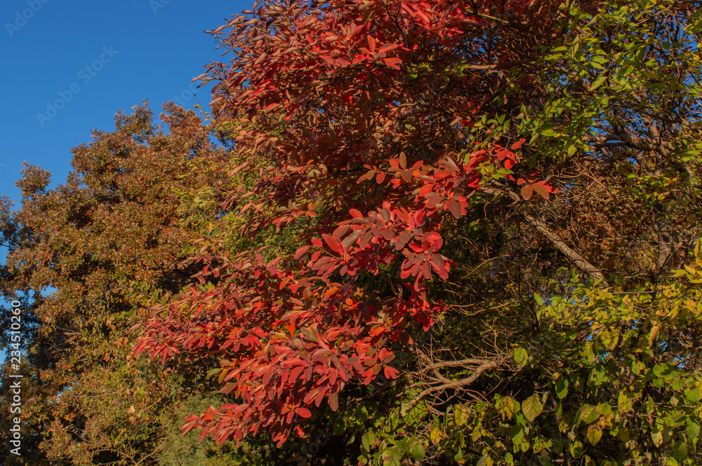 Bright and colorful fall leaves against a bright blue sky. Bright and colorful fall leaves against a bright blue sky.
