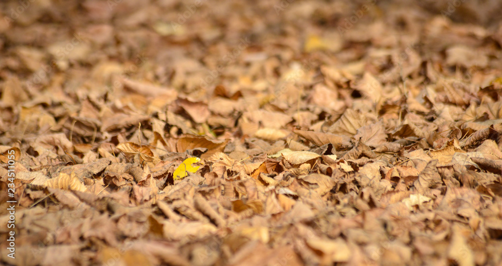 autumn leaves in the park, season concept,shallow dof