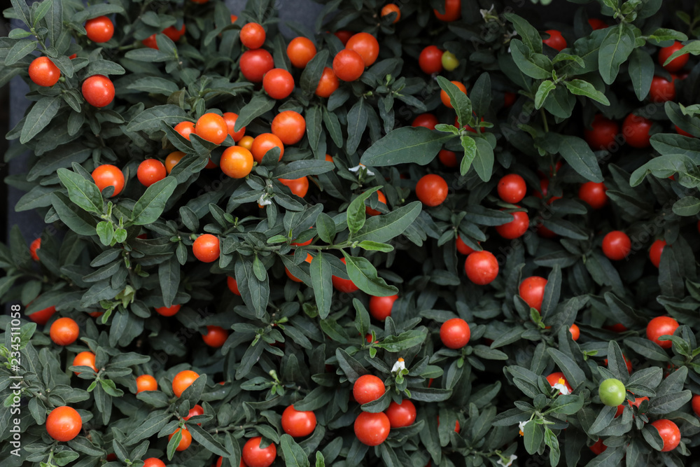 Winter Cherry Plant Solanum Pseudocapsicum Ornamental Plant For Christmas Stock Photo Adobe Stock