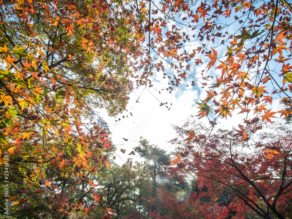 紅葉 紅葉