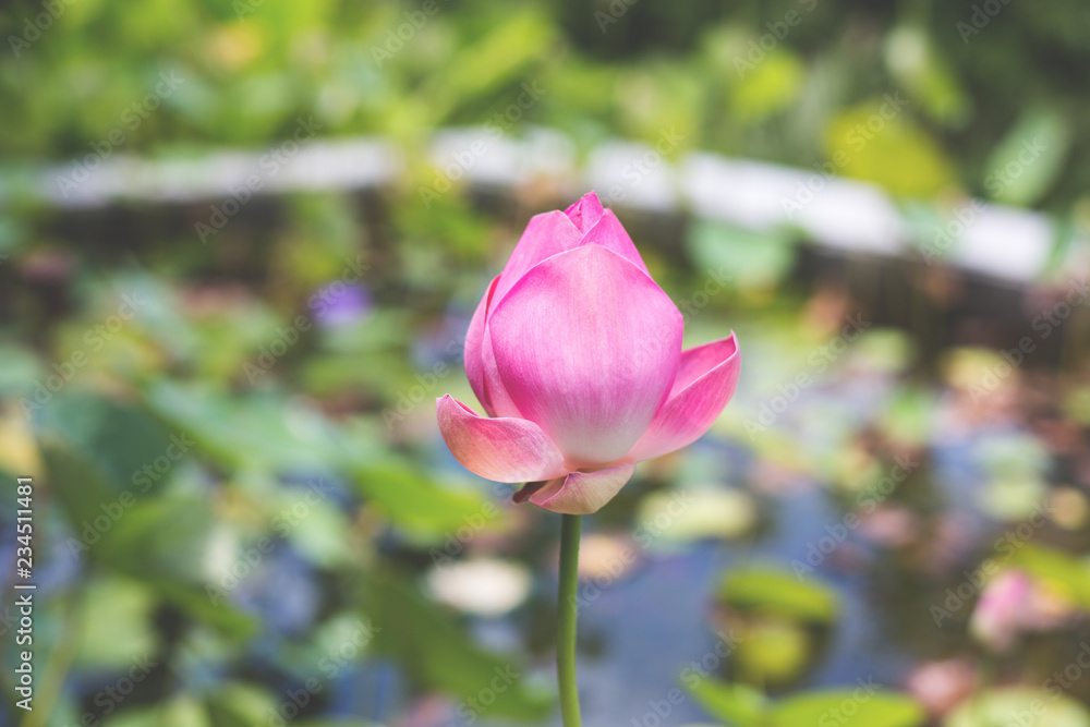 Image of Big pink lotus blossom and green leaves.