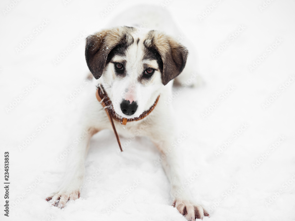 Funny playful mixed breed dog lying on snow
