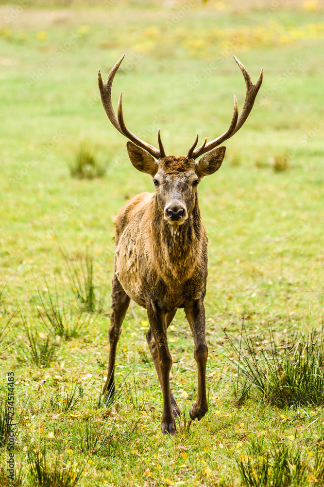Naklejka premium Adult deer standing in autumn forest