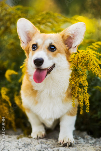 Funny face Welsh Corgi Pembroke sitting in yellow flowers