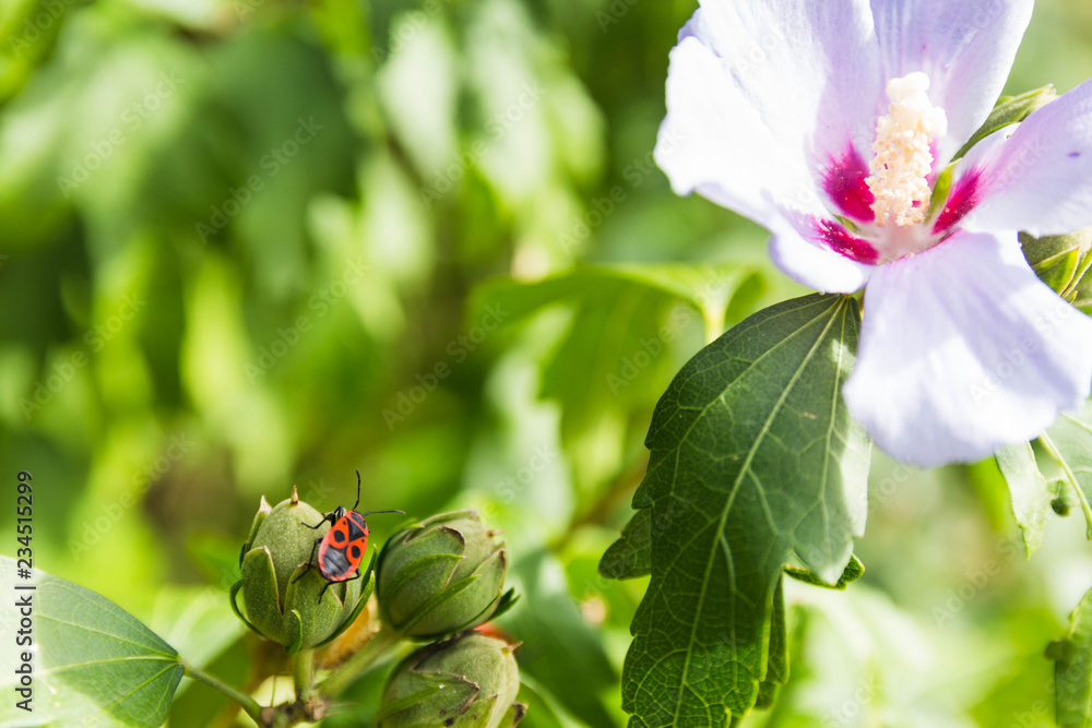 Obraz premium Käfer und Blume
