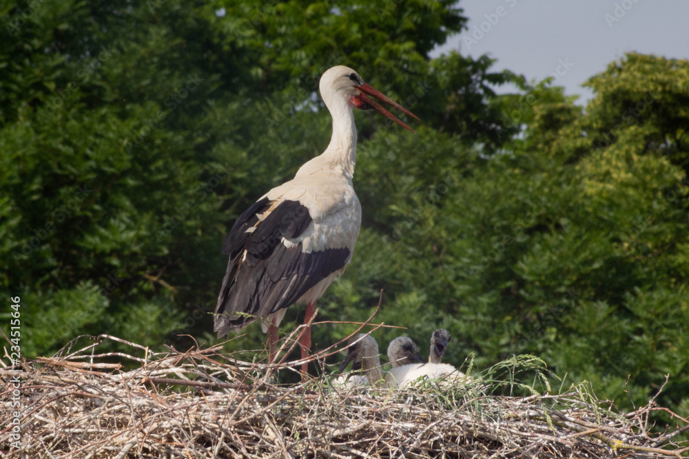 Fototapeta premium Storch gibt auf Nachwuchs acht