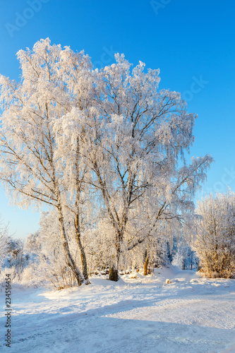 Birch trees with frost in a winter landscape