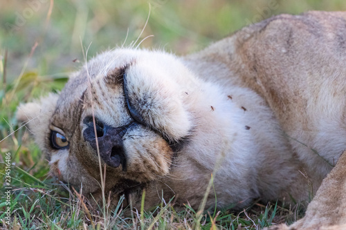 Lioness lying and enjoying