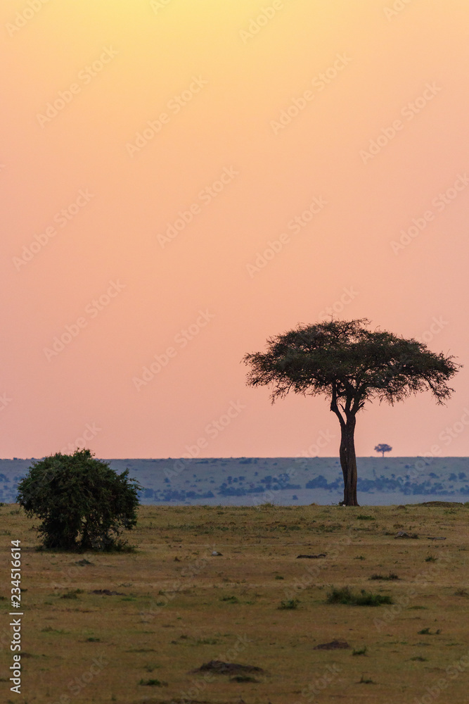Tree on the savannah at sunset