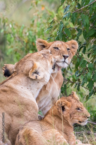Fototapeta Naklejka Na Ścianę i Meble -  Lioness cuddling with her cubs at a bush