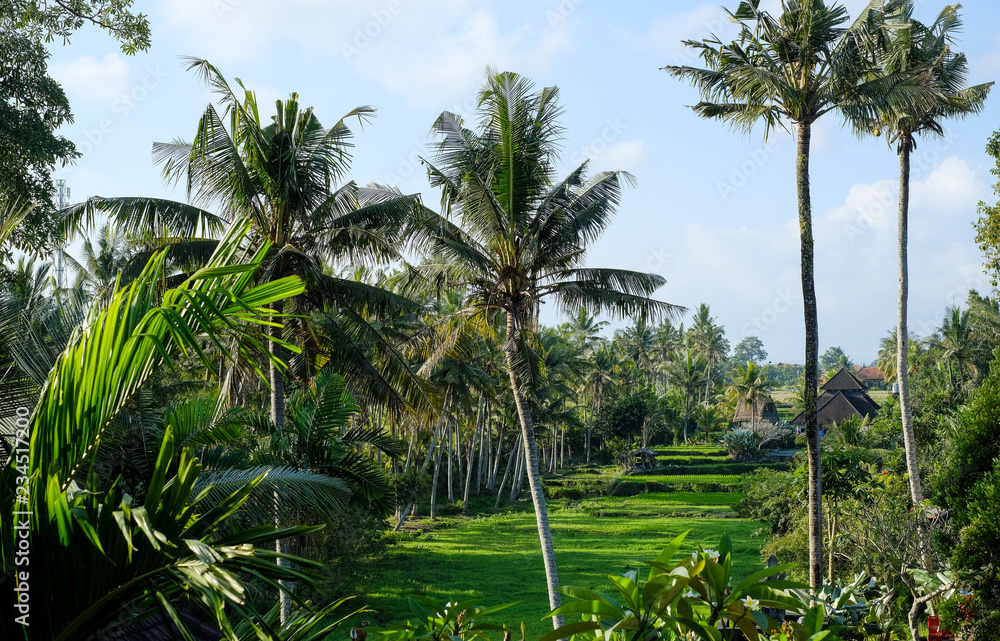 Obraz premium Jungle in Bali, Ubud