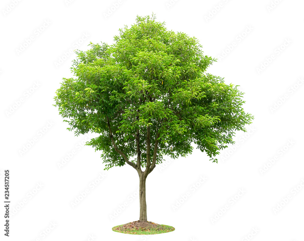 Tree isolated on white background. Beautiful and robust trees are growing in the forest, garden or park. Tree isolated on white background. Beautiful and robust trees are growing in the forest, garden or park.