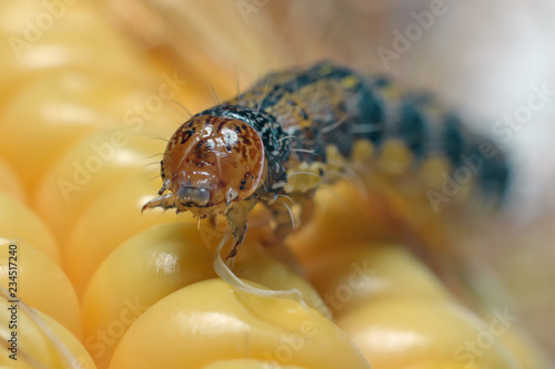 Bild auf Leinwand Caterpillar on corn cob.