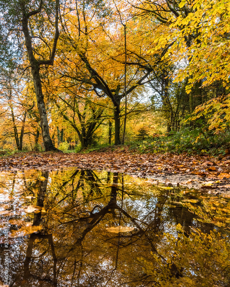 Walking along the river in autumnal Dartmoor, Devon England Walking along the river in autumnal Dartmoor, Devon England