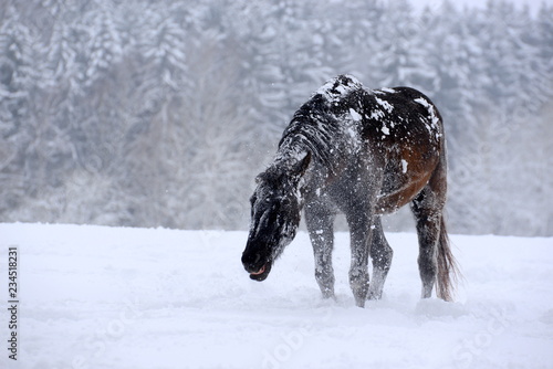 Fototapeta Naklejka Na Ścianę i Meble -  Schüttelpferd. Dunkles Pferd schüttelt sich nach dem Wälzen im Schnee.