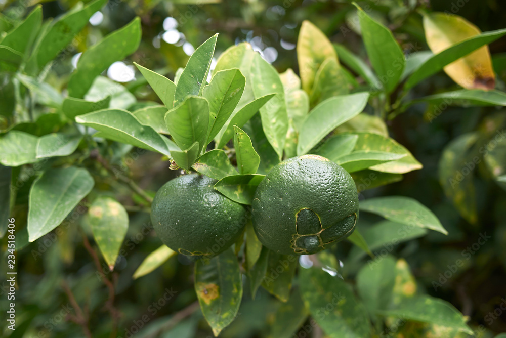Citrus x aurantium Citrus x aurantium