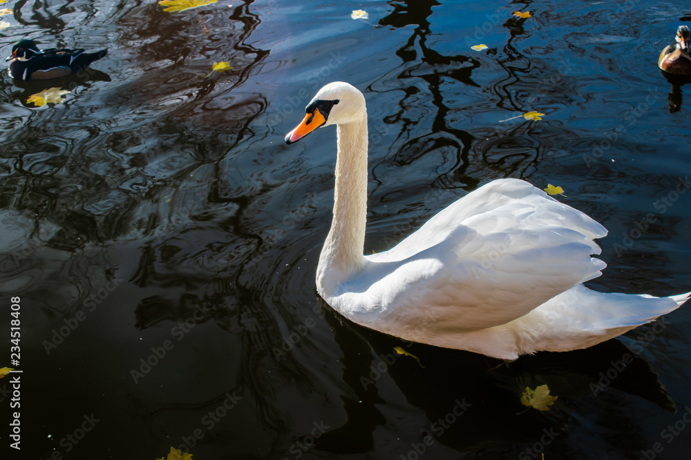 Fototapeta premium A Beautiful White Swan On The Lake