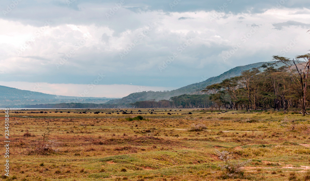 Acacias in the jungle of Kenya under a cloudy sky