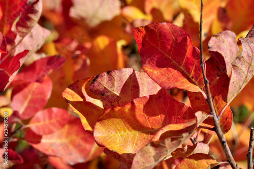 Red Autumn