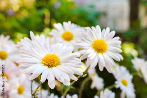 White Chamomile Chrysanthemum flowers closeup