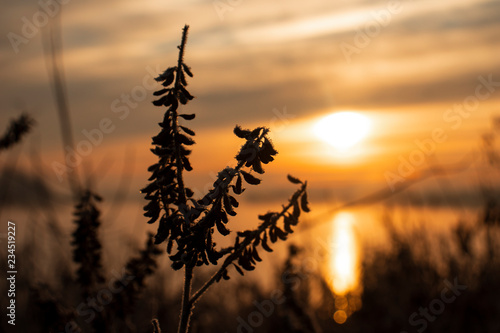 Frozen plant at blurred sunrise background © Yulia
