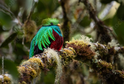 Resplendent Quetzal in Costa Rica 