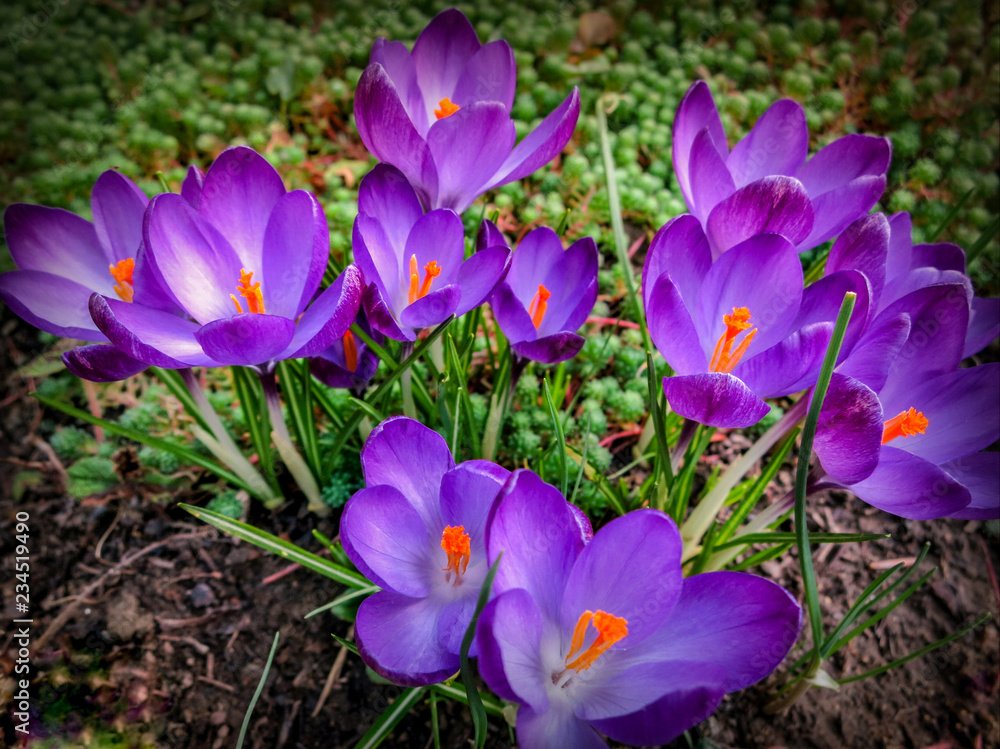 Lot of purple Ruby Giant Crocus on a sunny spring day. Nature concept for design Lot of purple Ruby Giant Crocus on a sunny spring day. Nature concept for design
